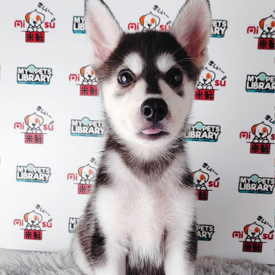 Siberian Husky Puppy (Male) For Sale