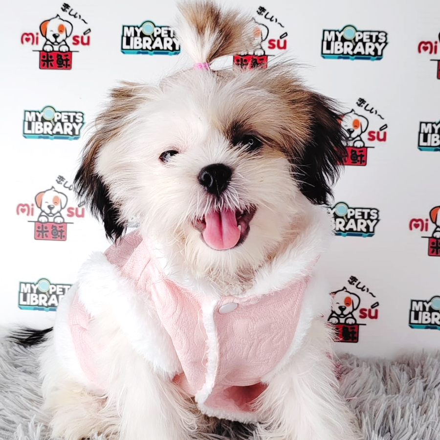 Shih Tzu Puppy (Female) For Sale