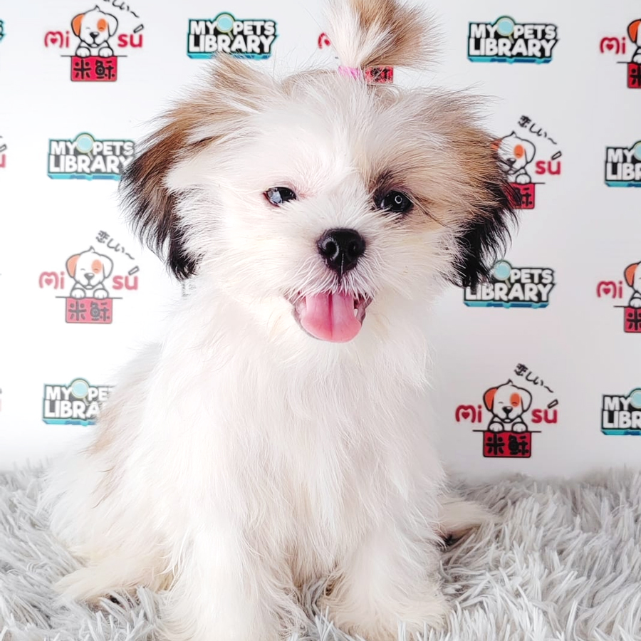 Shih Tzu Puppy (Female) For Sale