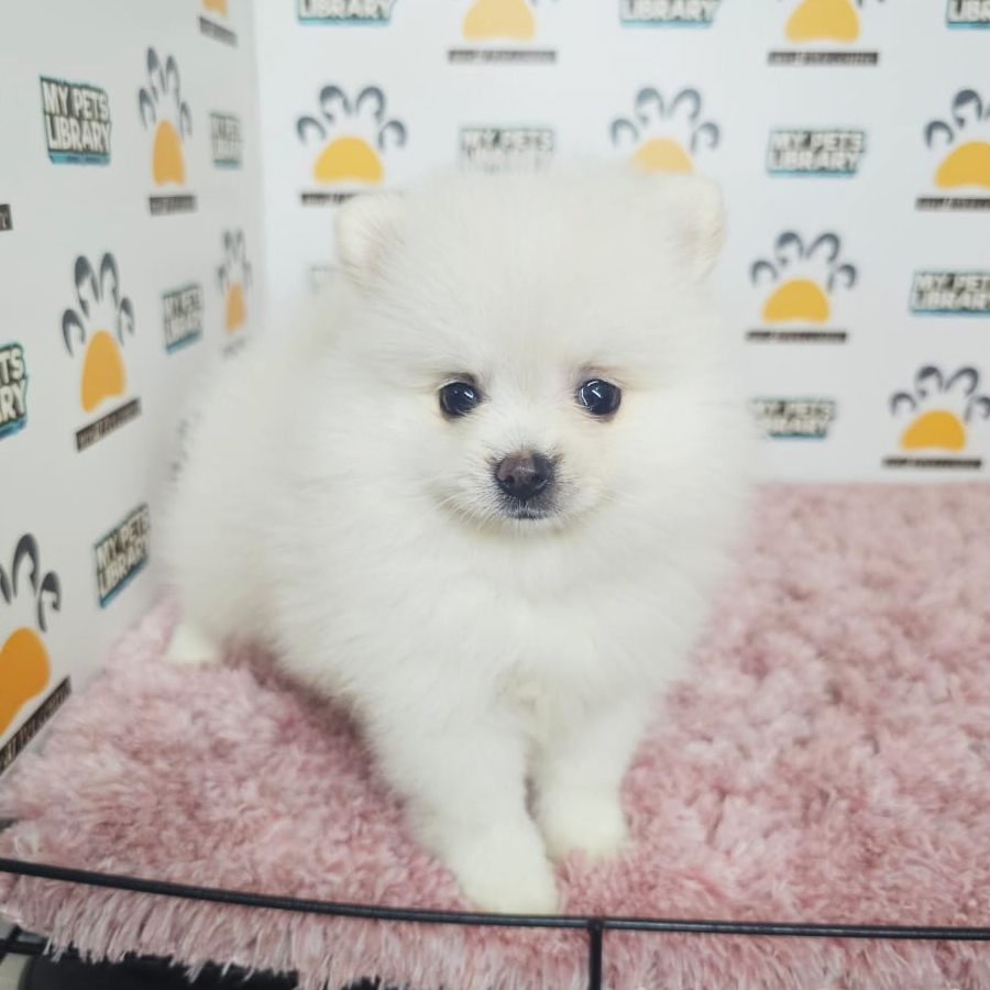 Tiny Pomeranian Puppy (Female) For Sale
