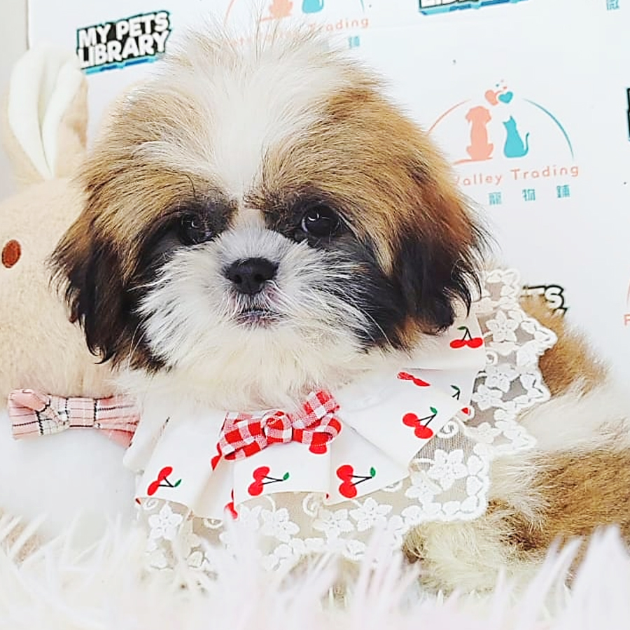 Shih Tzu Puppy (Male) For Sale