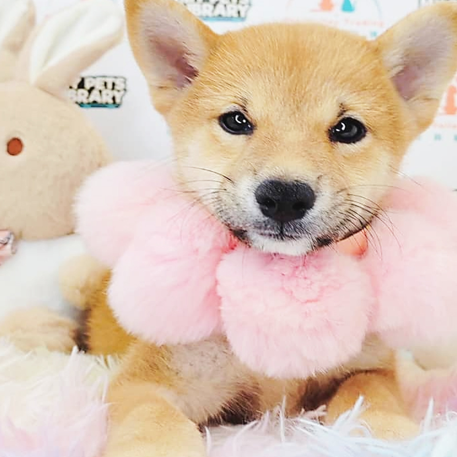 Shiba Inu Puppy (Female) For Sale