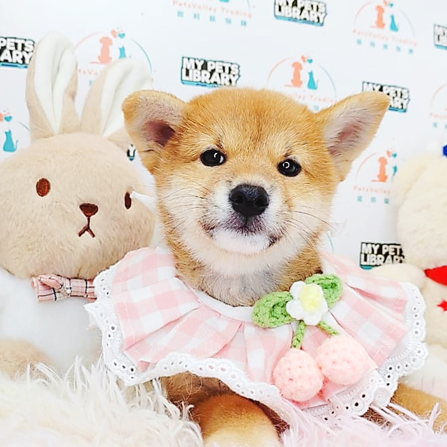 Shiba Inu Puppy (Female) For Sale