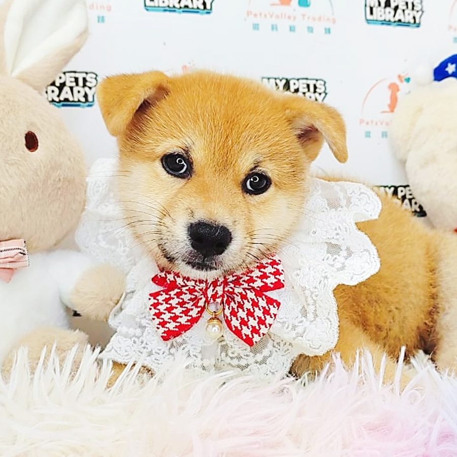 Shiba Inu Puppy (Female) For Sale