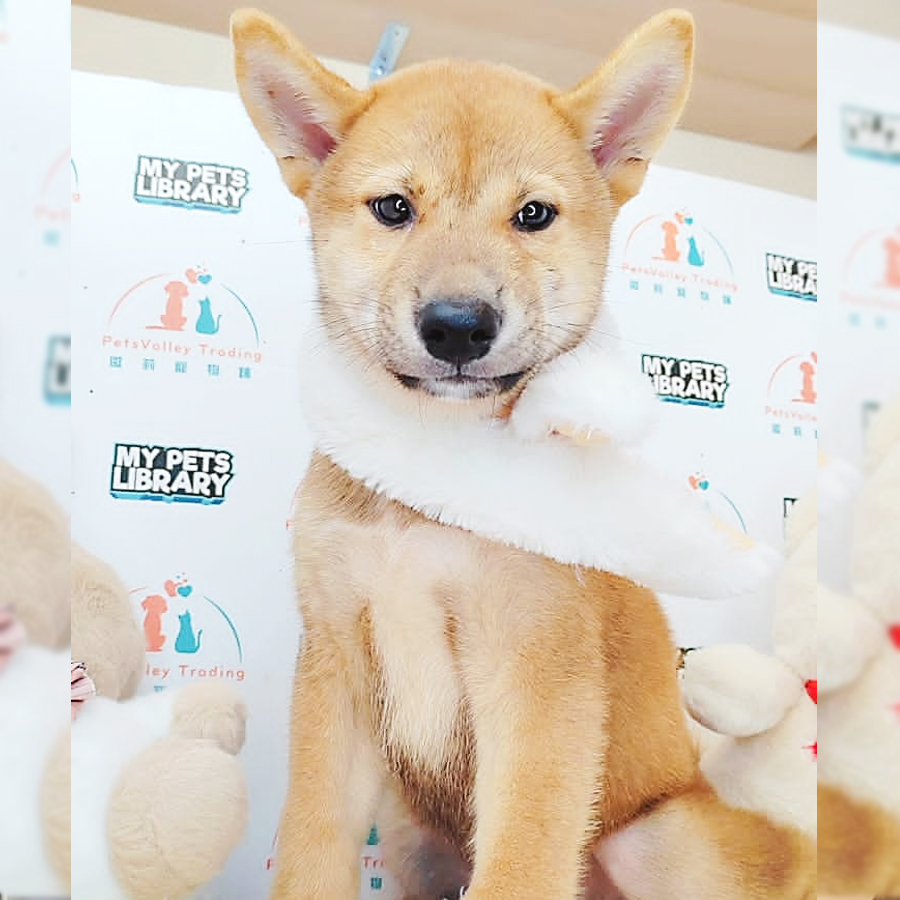 Shiba Inu Puppy (Male) For Sale