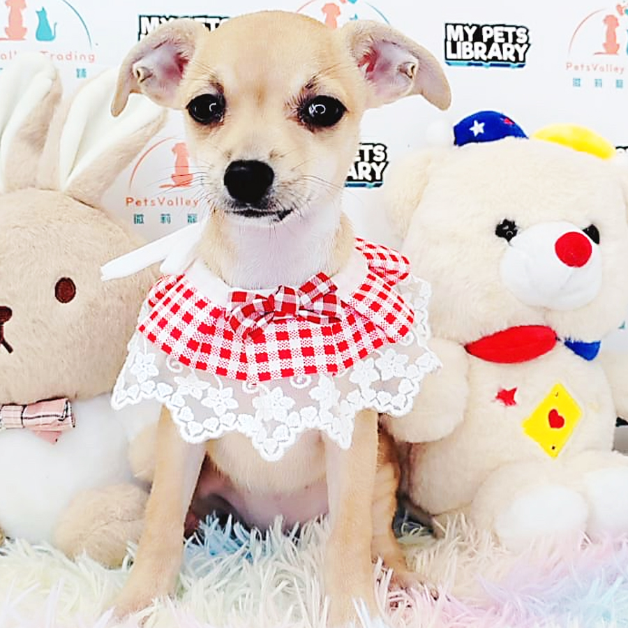 Shortcoat Chihuahua Puppy (Female) For Sale