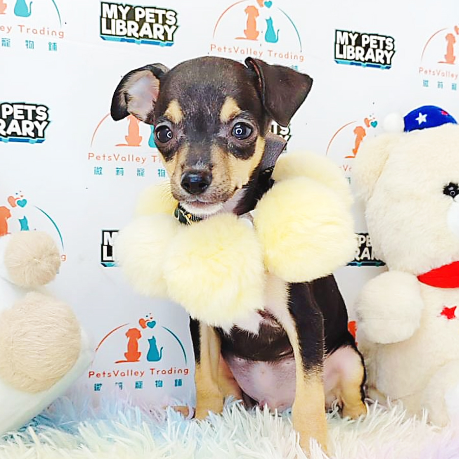 Shortcoat Chihuahua Puppy (Male) For Sale