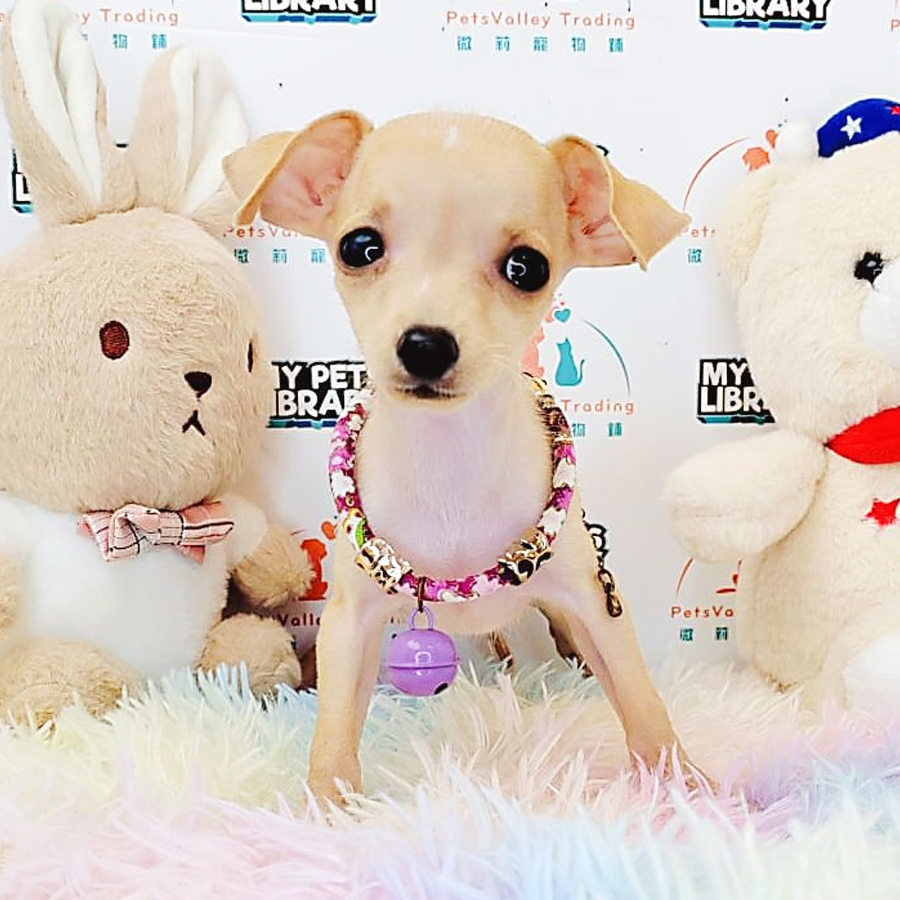 Shortcoat Chihuahua Puppy (Female) For Sale