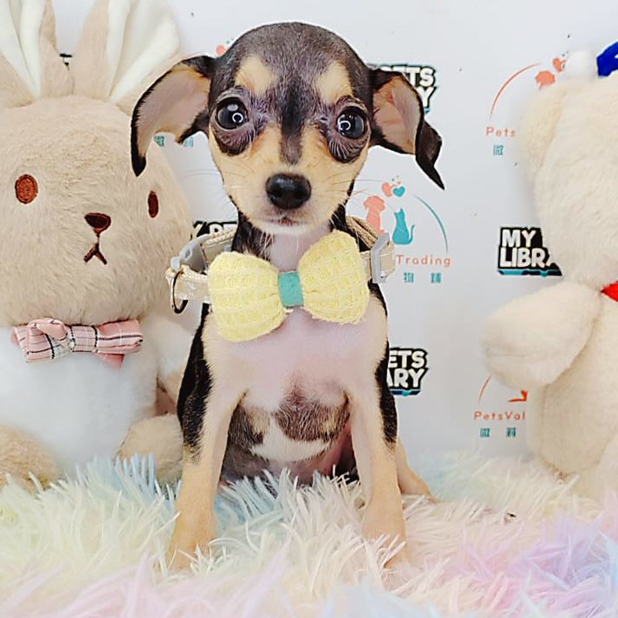 Shortcoat Chihuahua Puppy (Female) For Sale