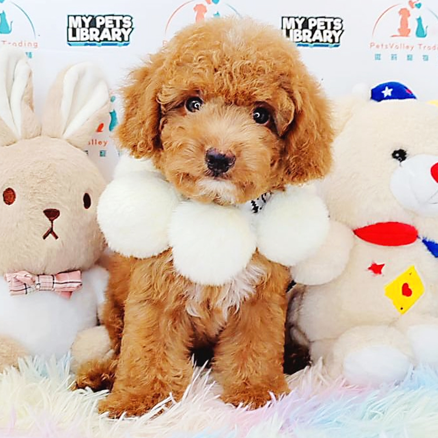 Toy Poodle Puppy (Male) For Sale