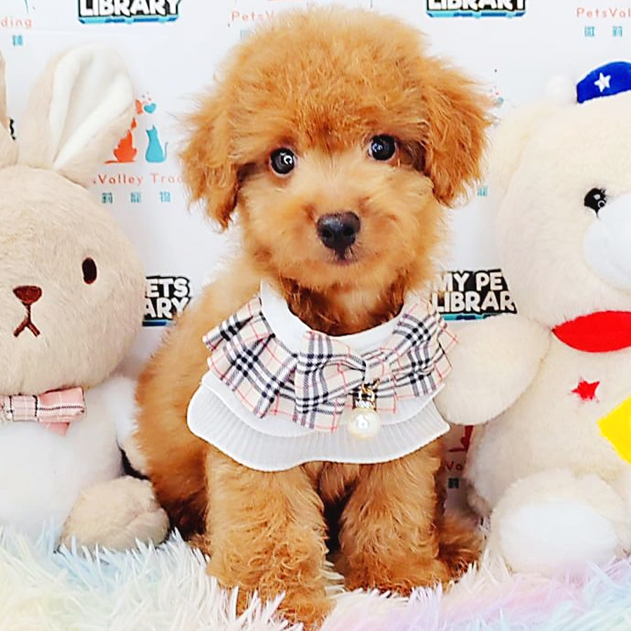 Toy Poodle Puppy (Male) For Sale