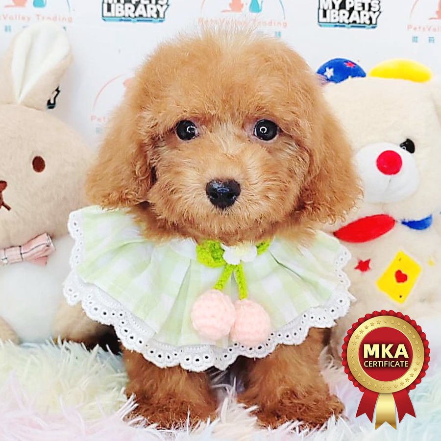MKA Toy Poodle Puppy (Male) For Sale