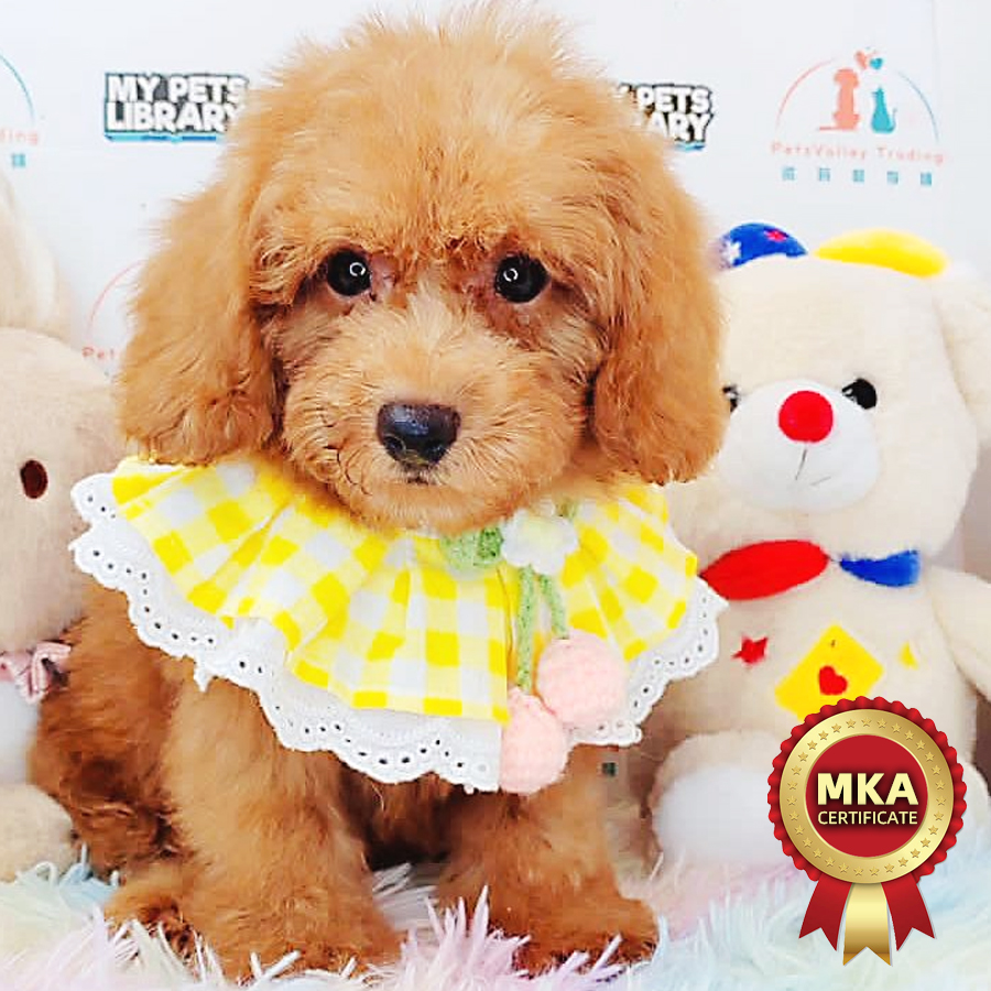 MKA Toy Poodle Puppy (Male) For Sale