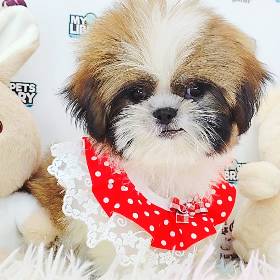 Shih Tzu Puppy (Male) For Sale