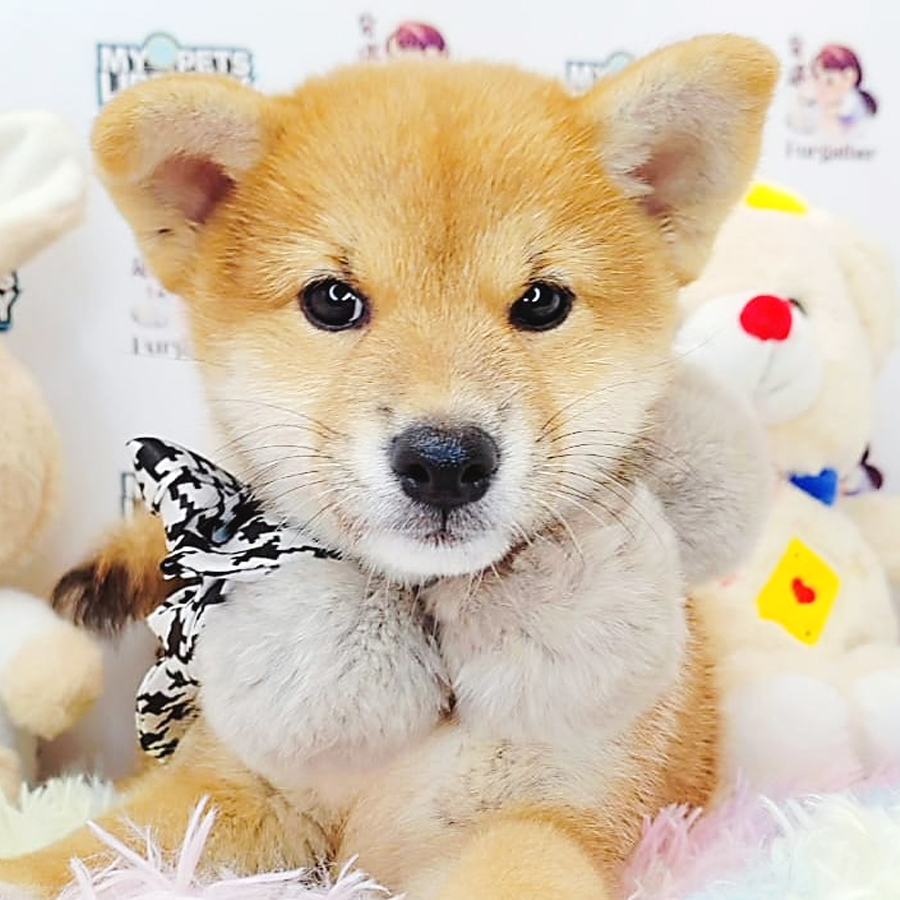 Shiba Inu Puppy (Female) For Sale