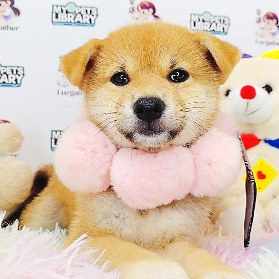 Shiba Inu Puppy (Female) For Sale