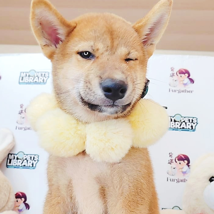 Shiba Inu Puppy (Male) For Sale