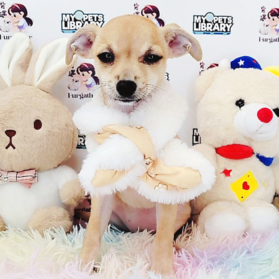 Shortcoat Chihuahua Puppy (Female) For Sale