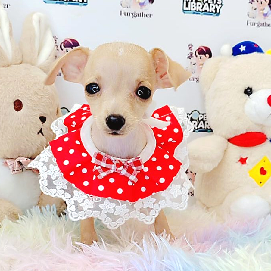 Shortcoat Chihuahua Puppy (Male) For Sale