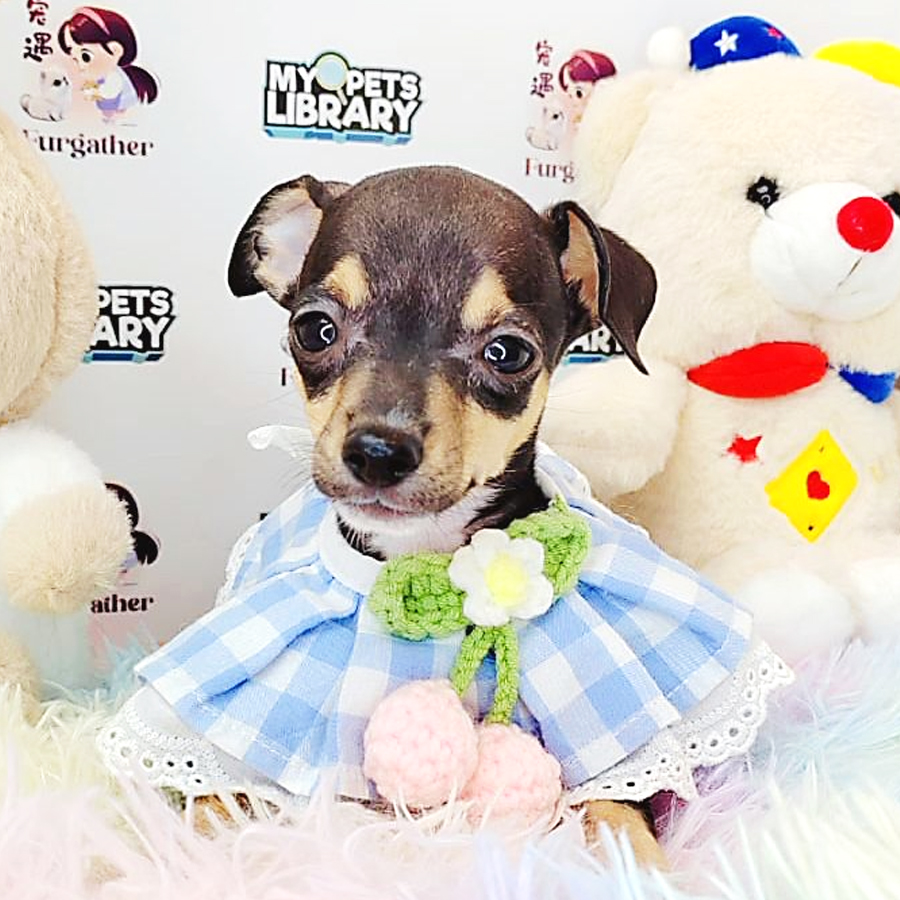 Shortcoat Chihuahua Puppy (Male) For Sale