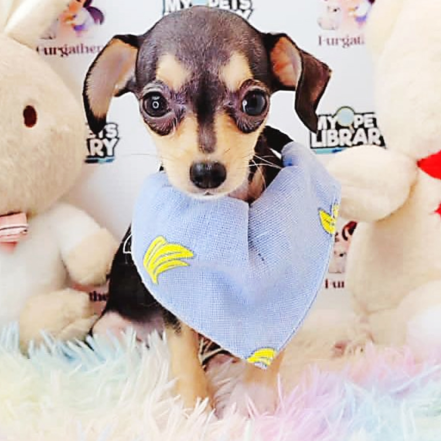Shortcoat Chihuahua Puppy (Male) For Sale