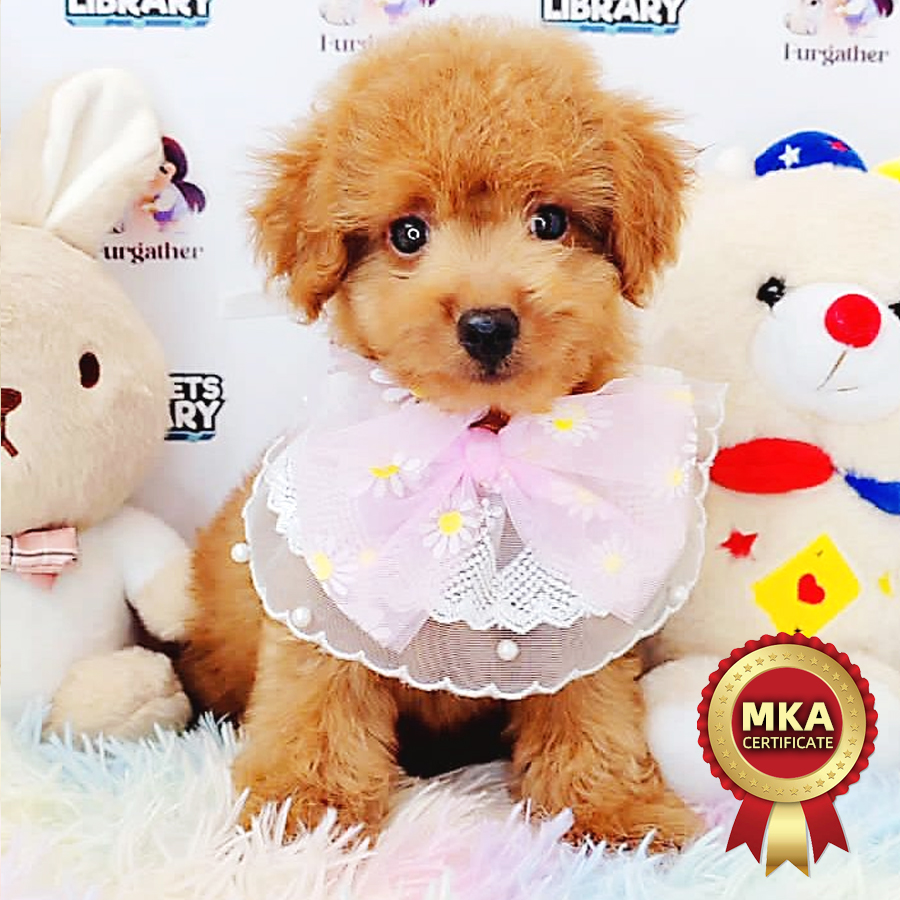 MKA Toy Poodle Puppy (Male) For Sale