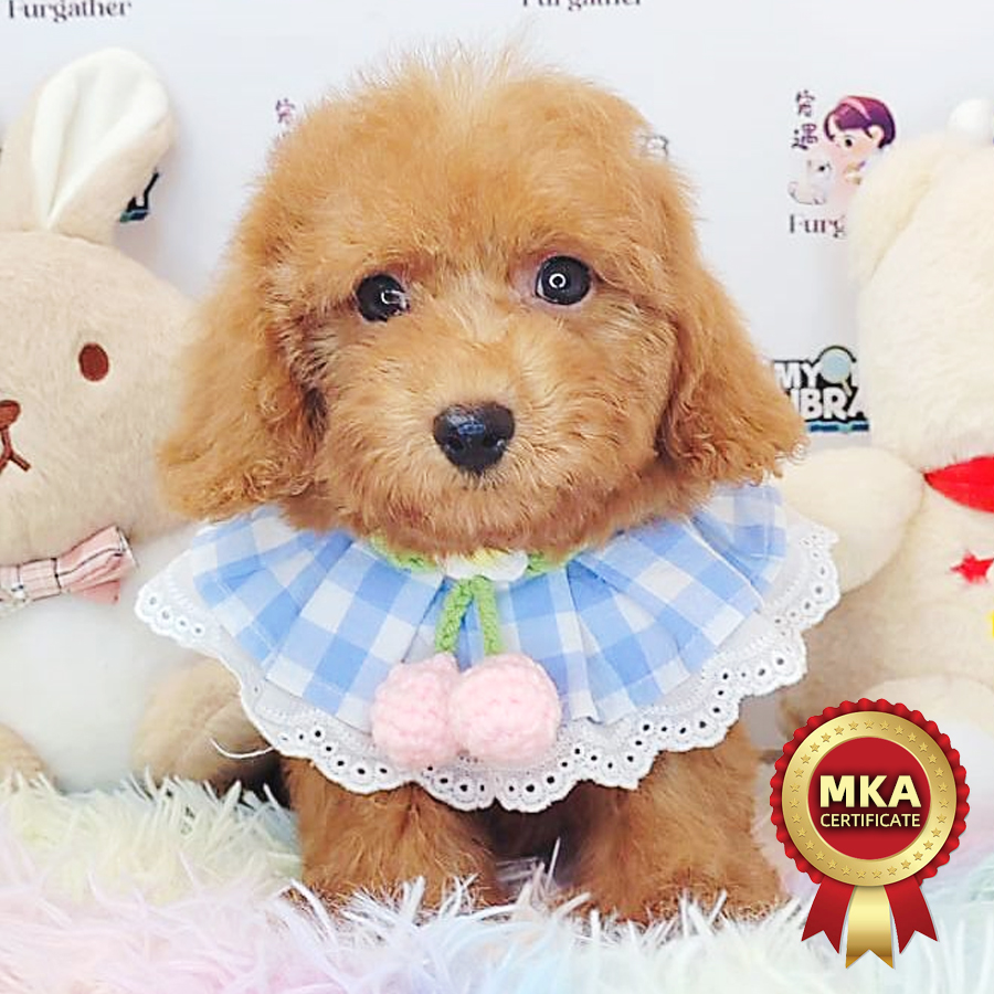 MKA Toy Poodle Puppy (Female) For Sale