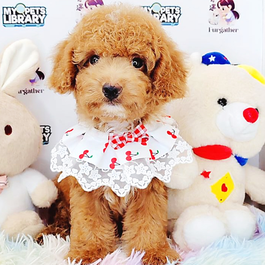 Toy Poodle Puppy (Male) For Sale