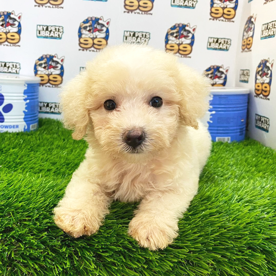 Toy Poodle Puppy (Male) For Sale