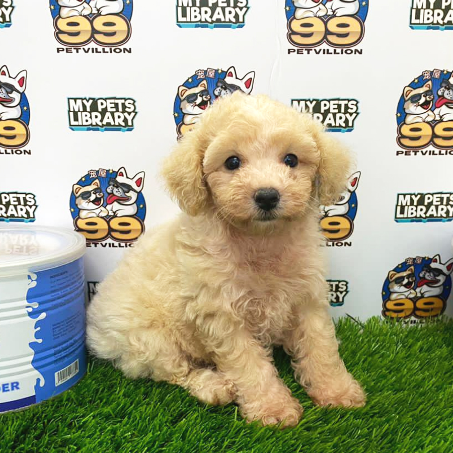 Toy Poodle Puppy (Female) For Sale