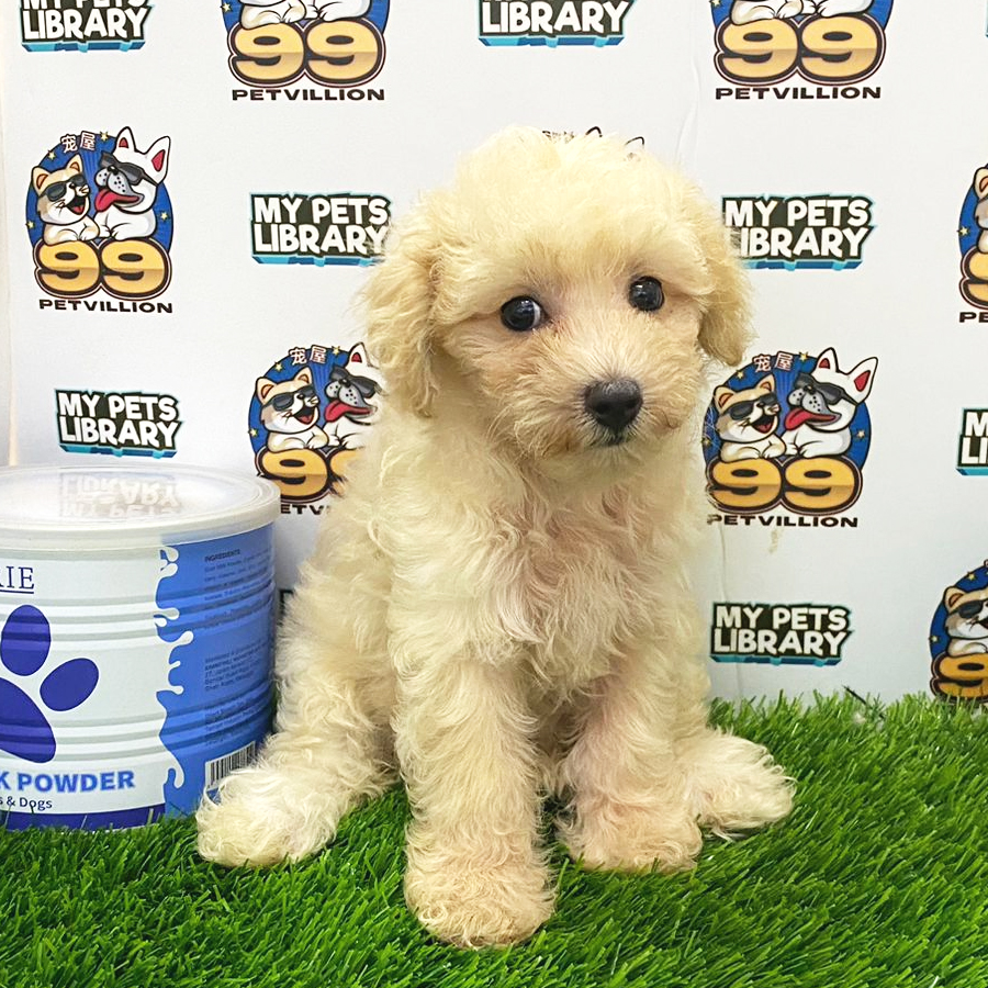 Toy Poodle Puppy (Female) For Sale
