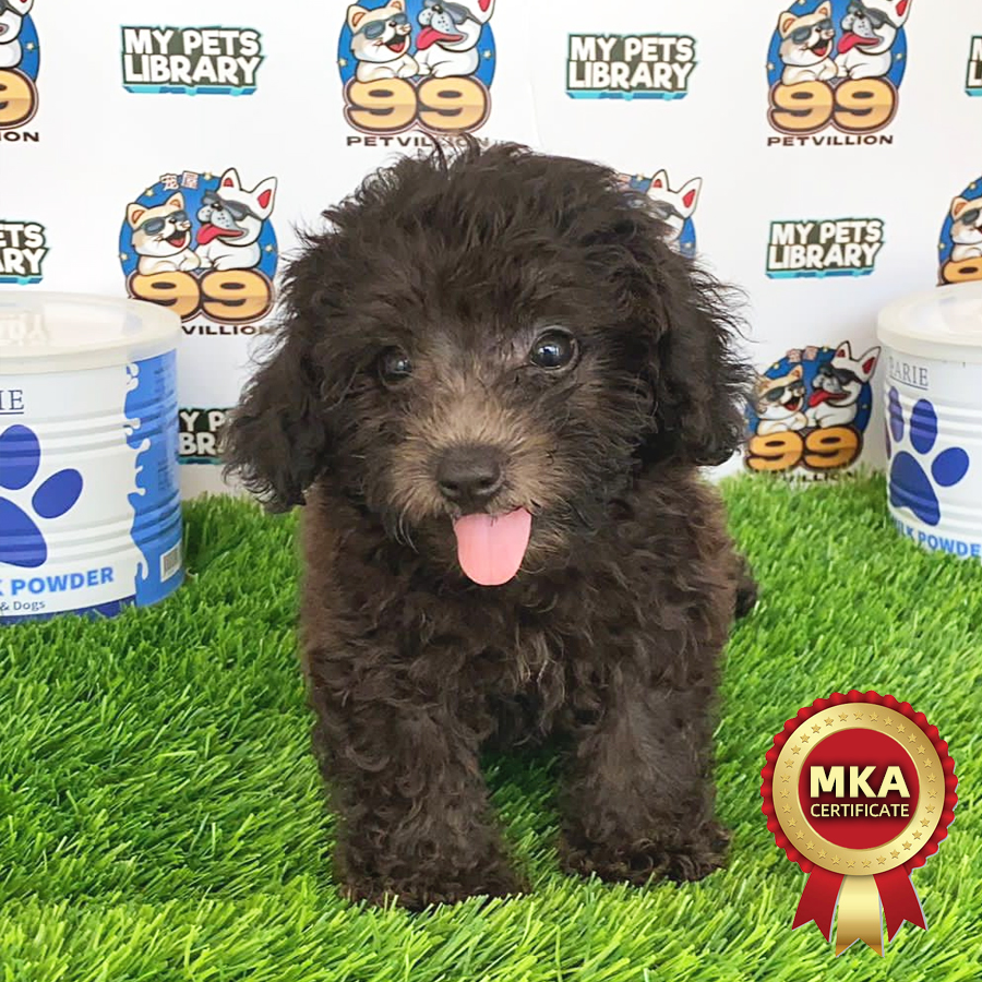 MKA Toy Poodle Puppy (Male) For Sale