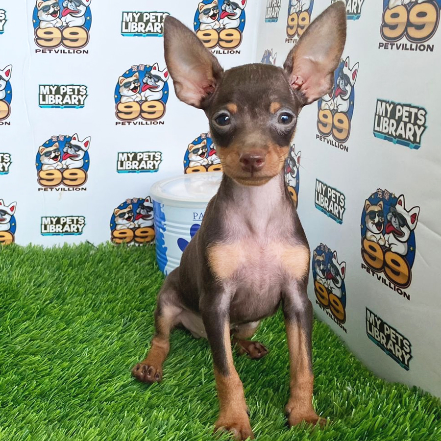 Pinscher Puppy (Male) For Sale