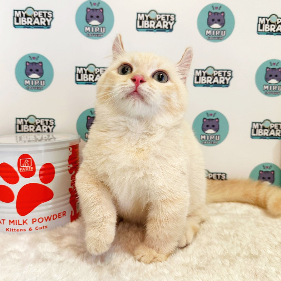 Munchkin Kinkalow Kitten (Male) For Sale