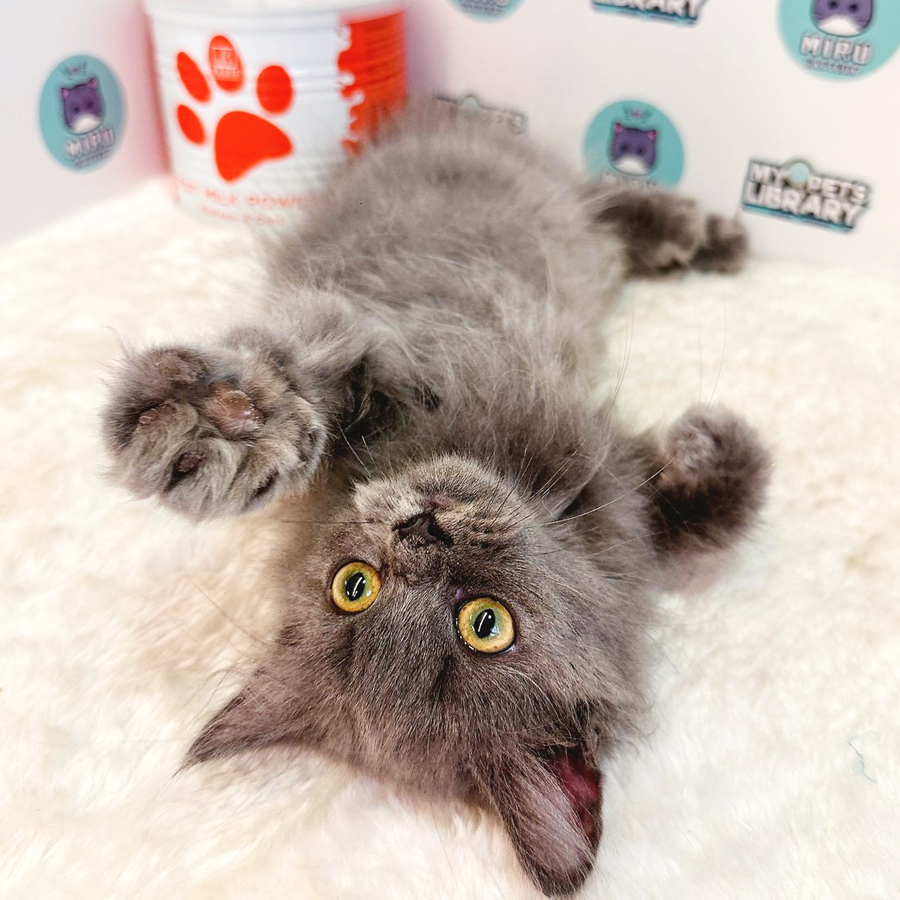 British Longhair Kitten (Female) For Sale