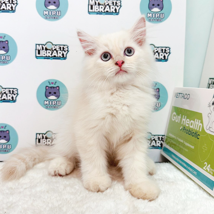 Persian Kitten (Male) For Sale