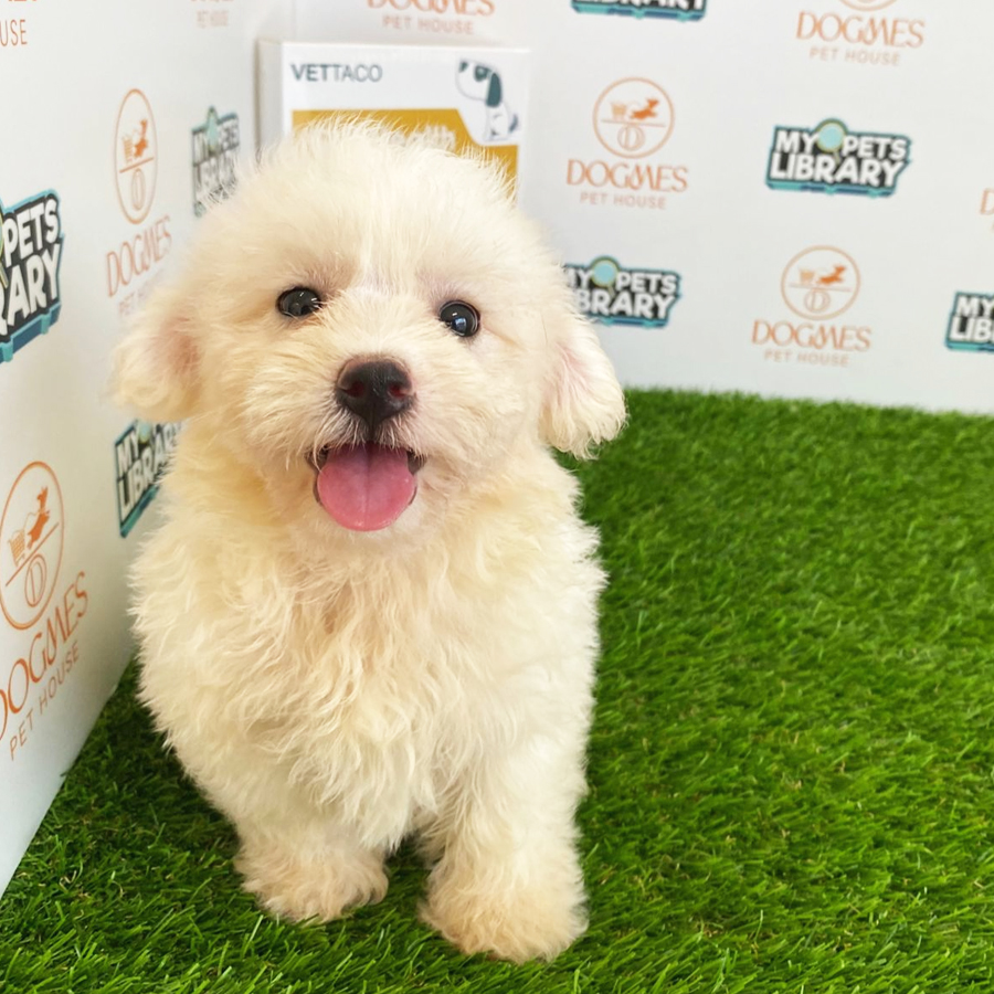 Toy Poodle Puppy (Female) For Sale