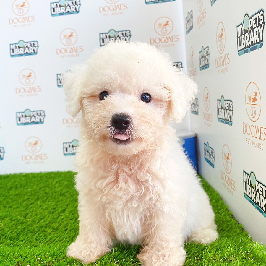 Toy Poodle Puppy (Male) For Sale