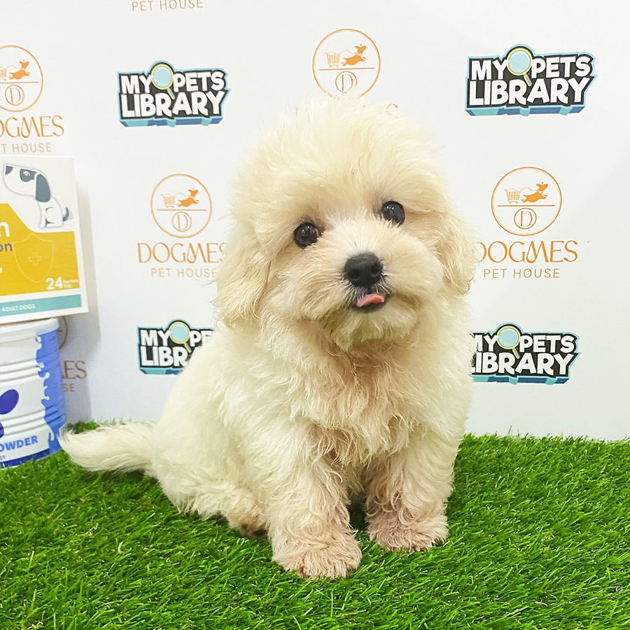 Maltipoo Puppy (Male) For Sale