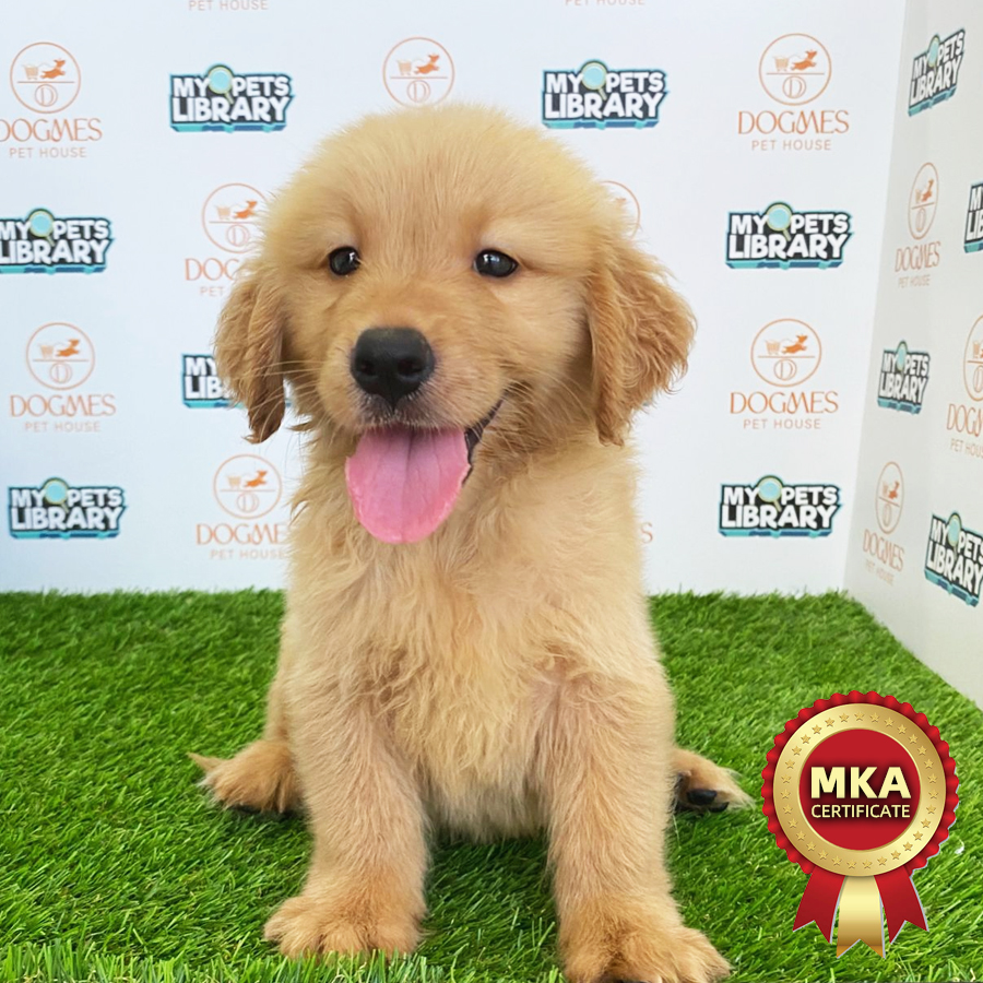 MKA Golden Retriever Puppy (Male) For Sale