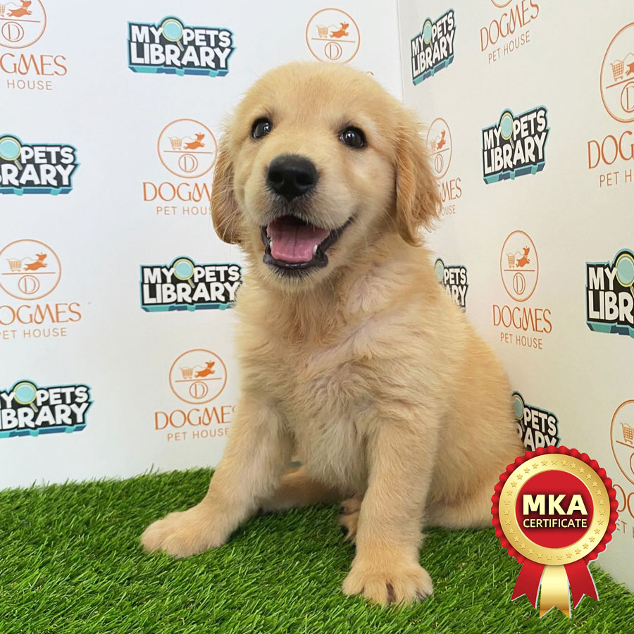 MKA Golden Retriever Puppy (Female) For Sale
