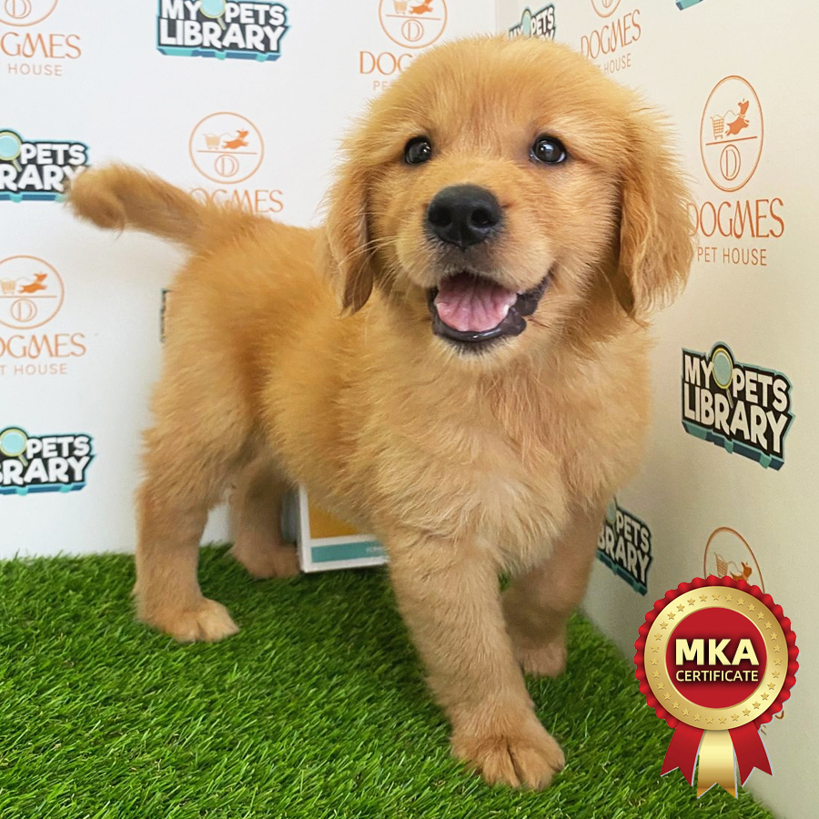 MKA Golden Retriever Puppy (Female) For Sale