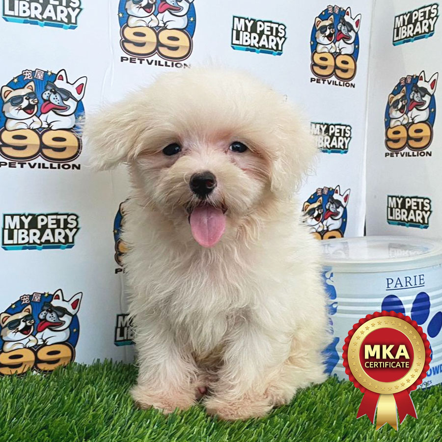 MKA Tiny Maltese Puppy (Male) For Sale