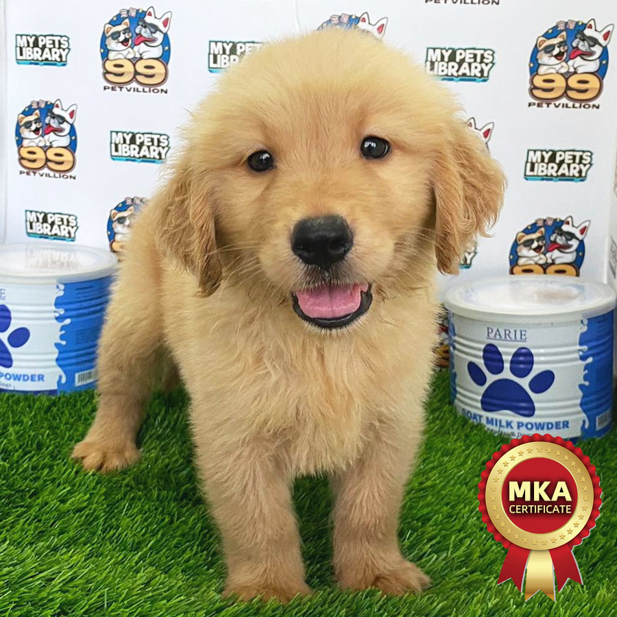 MKA Golden Retriever Puppy (Male) For Sale