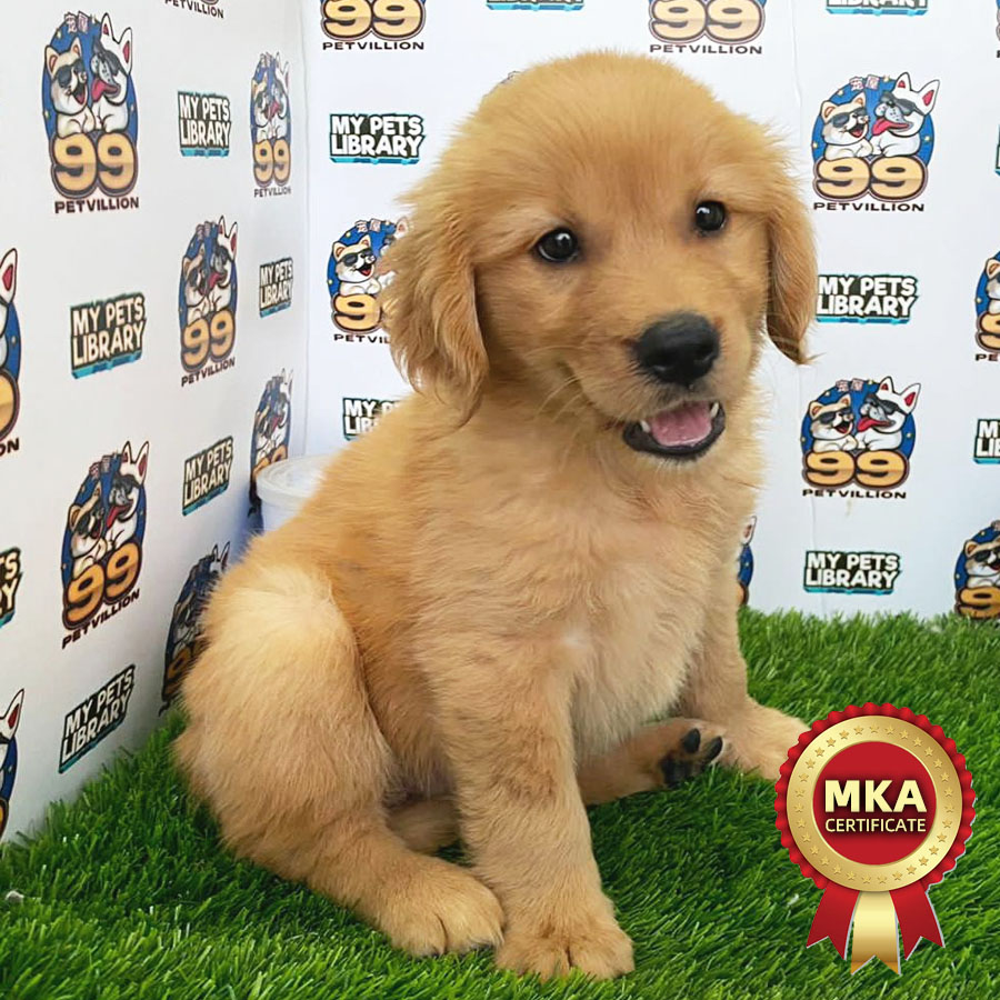 MKA Golden Retriever Puppy (Female) For Sale