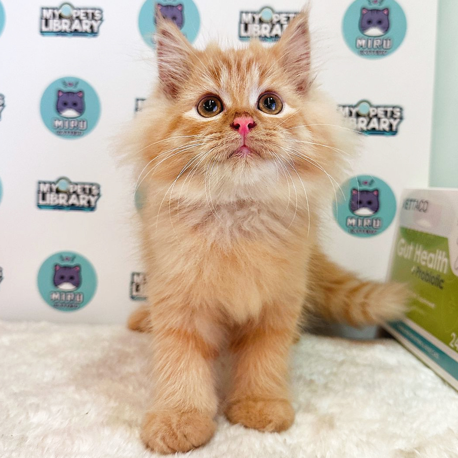 Persian Kitten (Male) For Sale