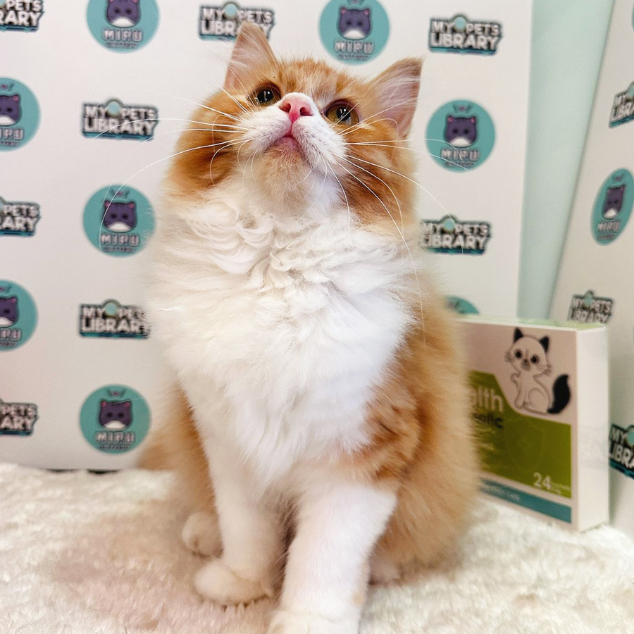 Maine Coon Persian Kitten (Female) For Sale