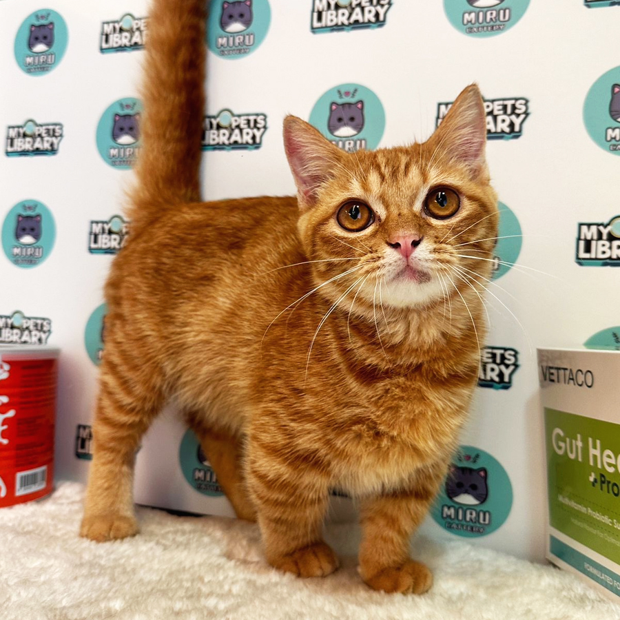 Munchkin Kitten (Male) For Sale