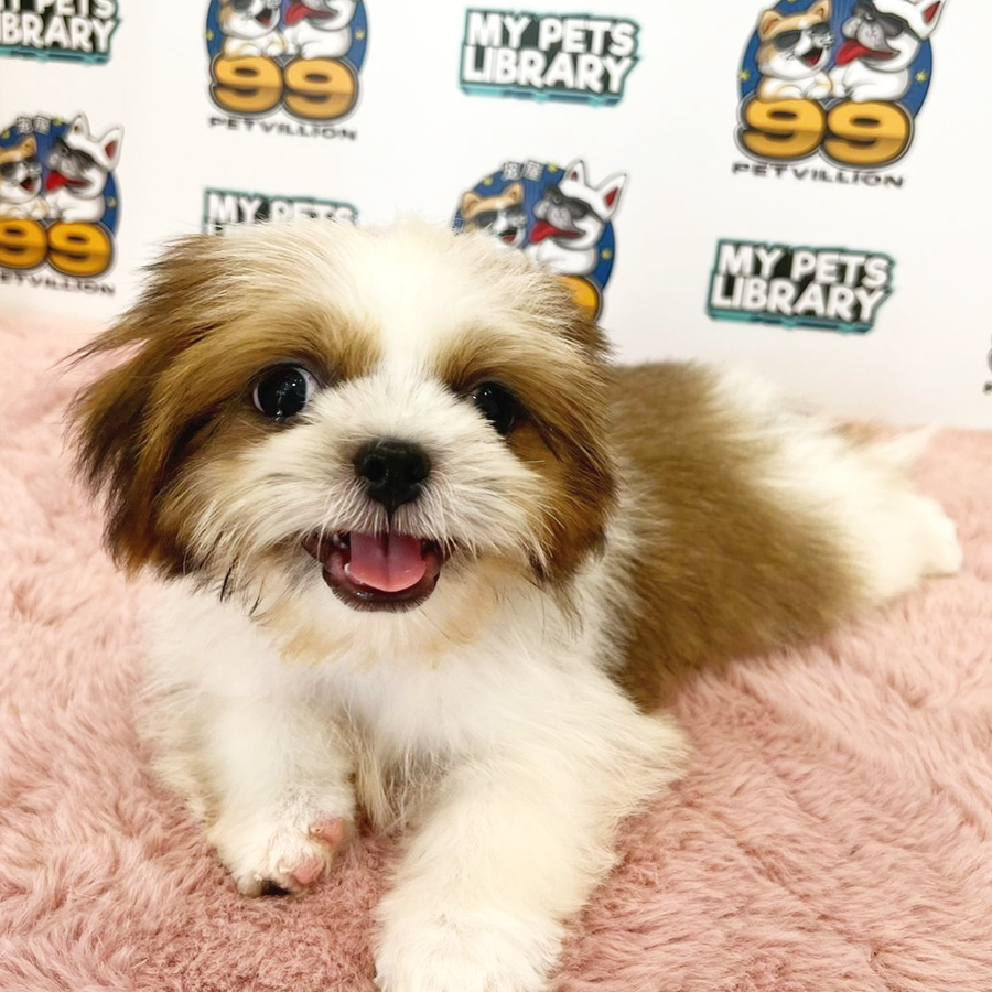 Shih Tzu Puppy (Male) For Sale