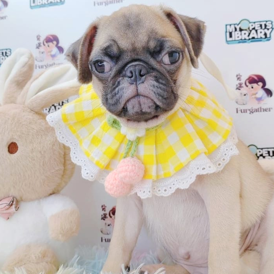 Pug Puppy (Male) For Sale